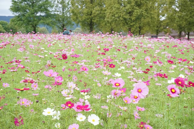 滋賀農業公園ブルーメの丘 コスモス畑が見ごろ