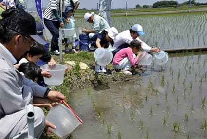 田んぼに放流 親子が体験学習 ホンモロコなど30万匹