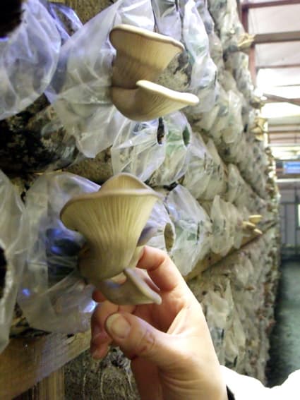 竜王特産キノコ「足太あわび茸」