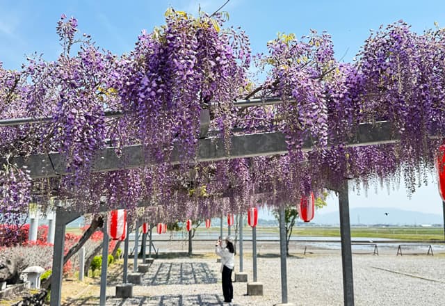 今年も見頃迎える