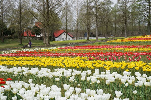 チューリップが見頃 滋賀農業公園ブルーメの丘
