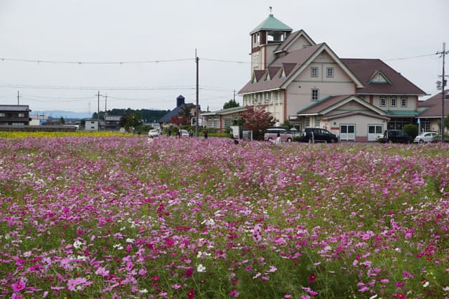 爽やかな秋風に揺れるコスモス