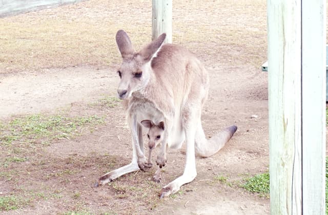 カンガルーがダブル出産 滋賀農業公園ブルーメの丘
