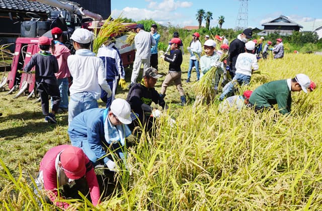 実りの秋 御園小5年生が稲刈りで汗