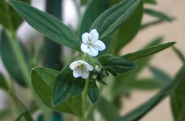 額田王の相聞歌で有名な「ムラサキ」来庁者を楽しませる