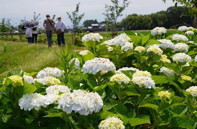 1400株のアジサイ見ごろ