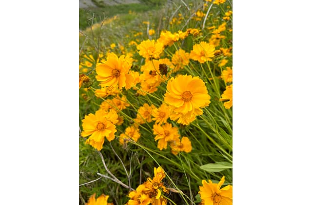 庭に咲いていませんか