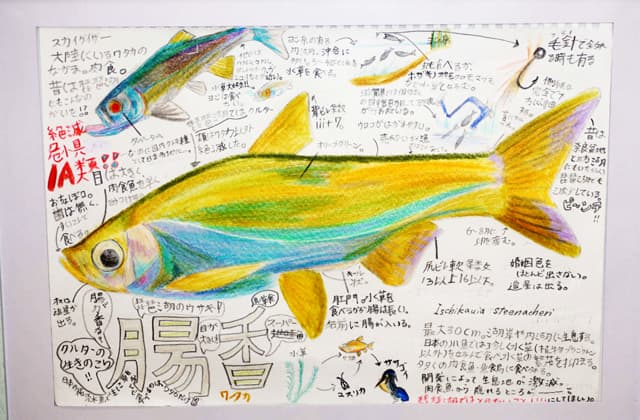 『はじめてのびわこの魚』琵琶湖の魚伝える原画展
