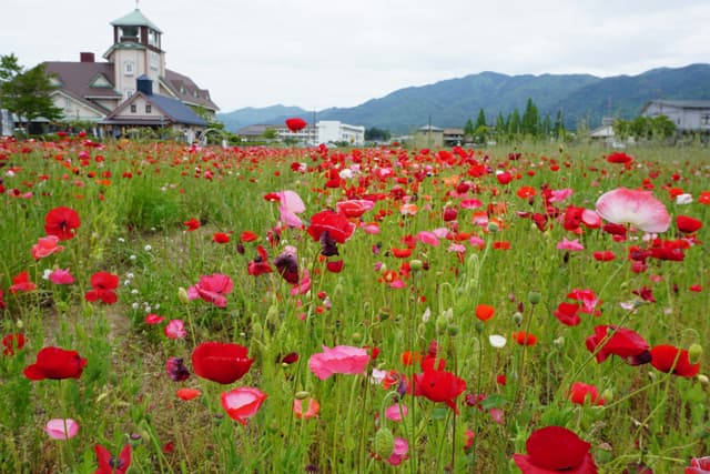 真っ赤なポピー10万本、見ごろ迎える