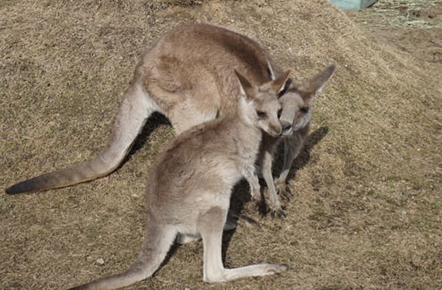 滋賀農業公園ブルーメの丘 カンガルーの赤ちゃん誕生