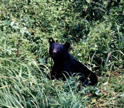 クマが集落出没の可能性!