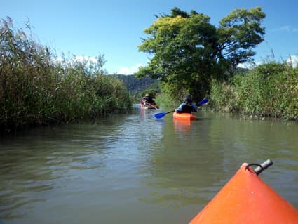 「西の湖ヨシ地が『ふるさと文化財の森』に!」