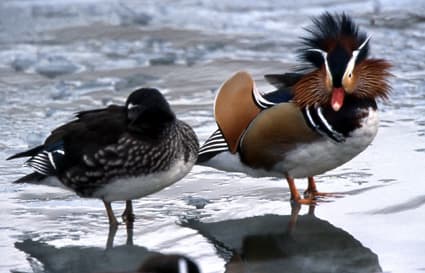 今年度の水鳥生息調査 前年度比6%増の17万羽