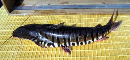 県内で初めての外来魚