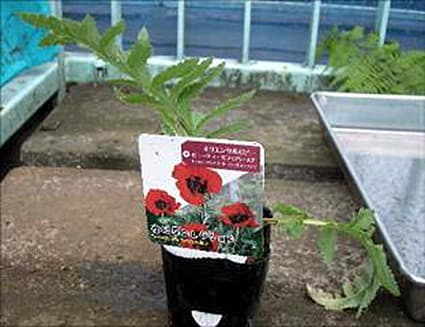 コメリ八日市店と愛知川店で不正けしの花苗回収