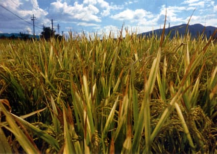 近江鉄道の除草剤散布で沿線の稲が枯れるなどの被害