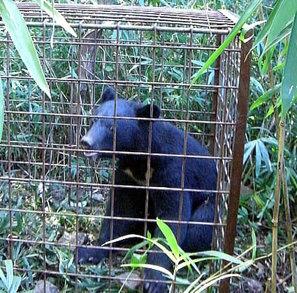 今秋はクマ出没注意!湖北・湖西などの県内山地