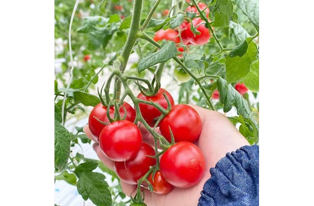 「ここ滋賀」からの“旬”情報 ここ滋賀、3月もイベント満載!