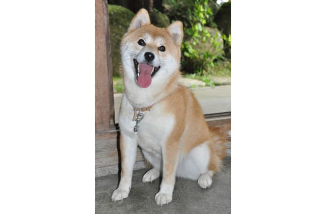 書院前で毎日お出迎え 観音正寺の柴犬「さくら」