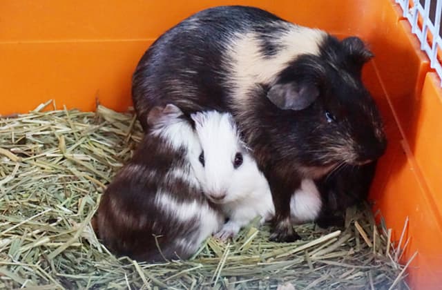 ブルーメの丘でモルモットの赤ちゃん誕生