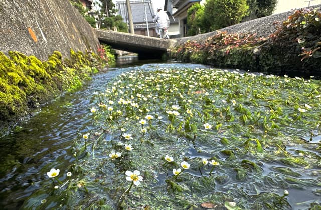 涼しげな梅花藻 垣見町の清流に白い花