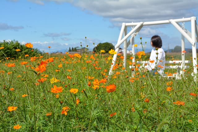 秋の訪れ コスモスが見頃