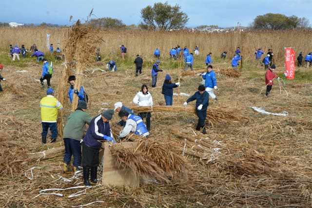 今年は太くて良質なヨシ