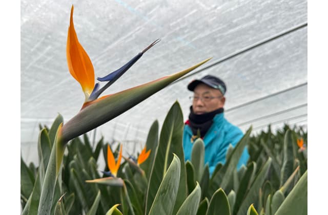 華やか、鮮やかさ楽しんで ストレリチア出荷ピーク