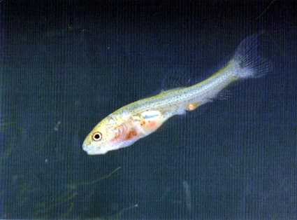 天然記念物 アユモドキの稚魚