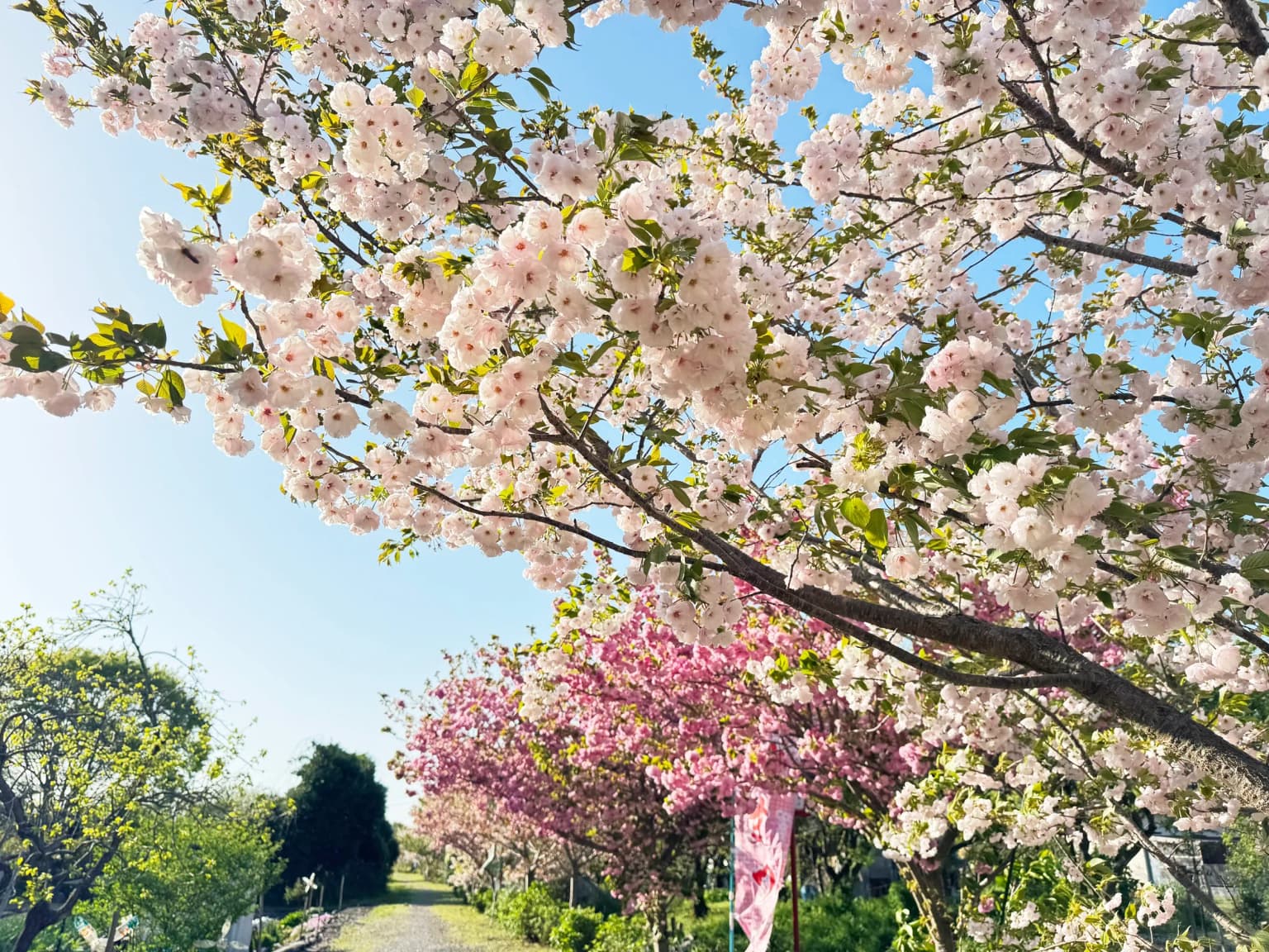 遅咲きの八重桜 瓜生川の桜見ごろ