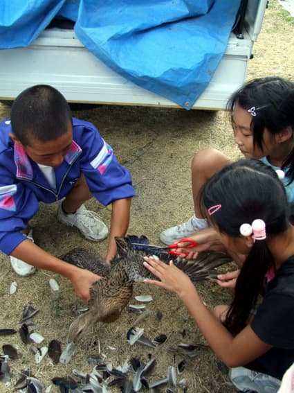 竜王小5年生が育てた!アイガモ9匹放鳥