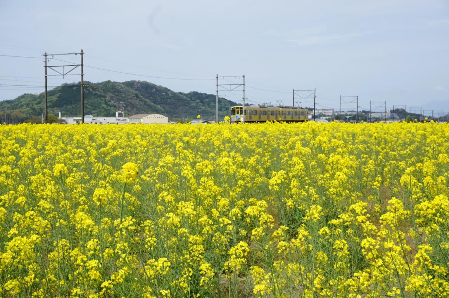 黄色の共演 行く春を惜しみける